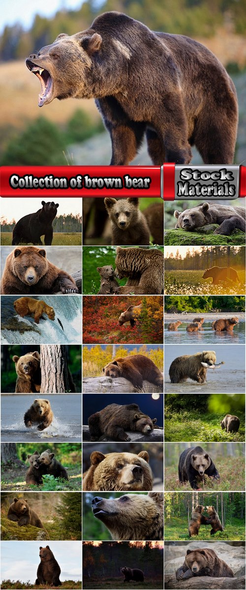 Collection of brown bear nature landscape forest tree 25 HQ Jpeg