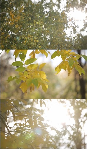 Осенние кадры / Autumn footage