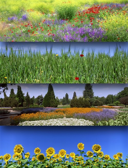 Поля и луга, цветы и трава - панорамные изображения (подборка)