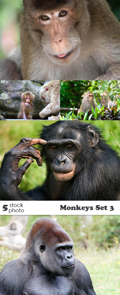 Photos - Monkeys Set 3
