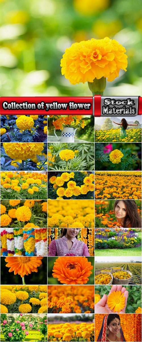 Collection of yellow flower field garden 25 HQ Jpeg