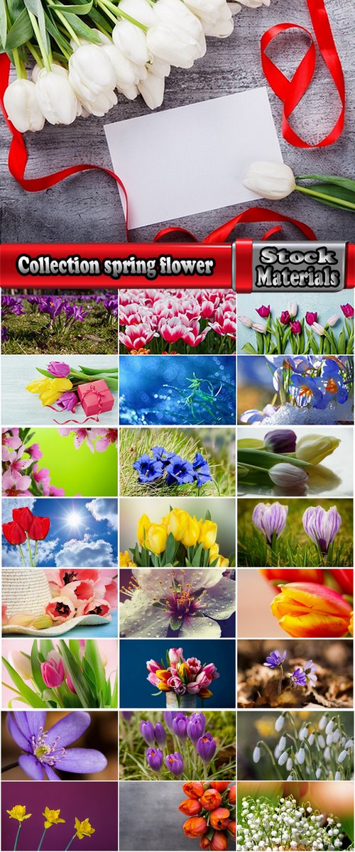 Collection spring flower tulip decoration gift 25 HQ Jpeg