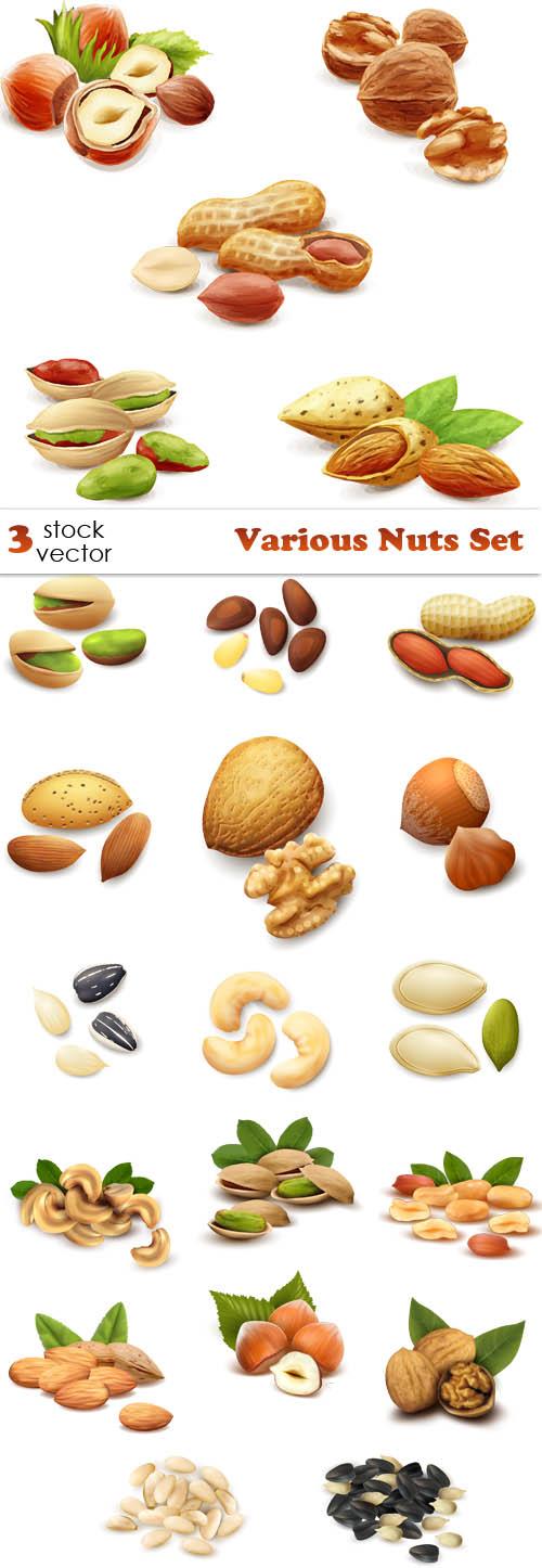 Vectors - Various Nuts Set
