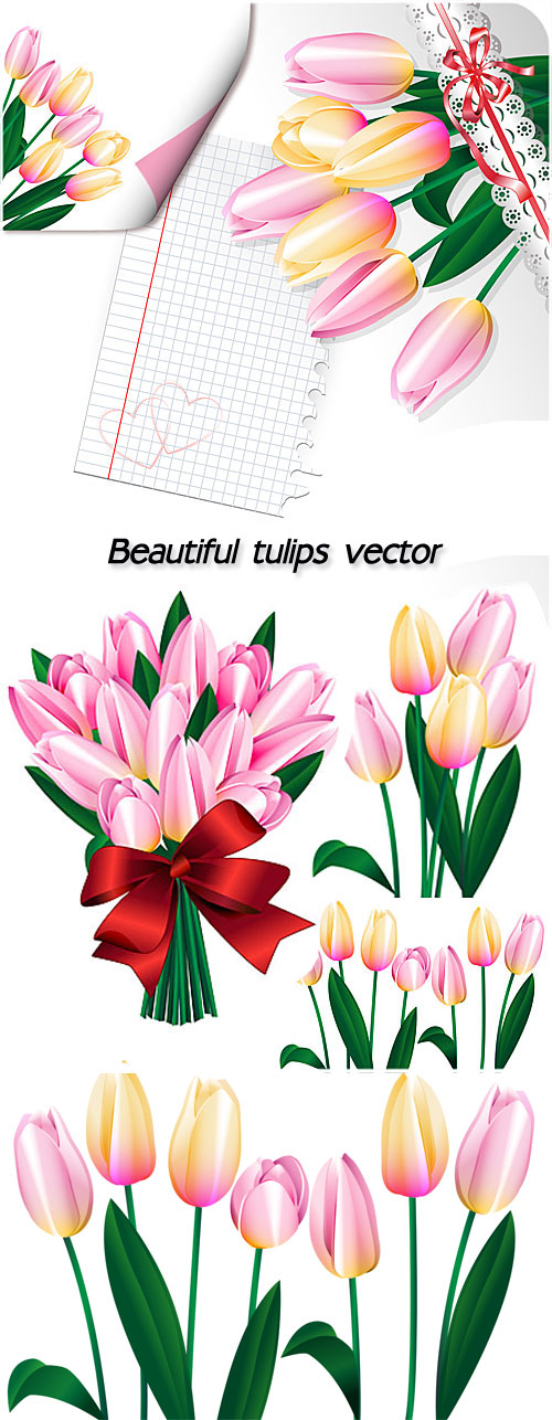 Beautiful tulips, spring flowers