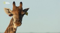 :   / Giraffe. African Gian (2015) HDTVRip (720p)