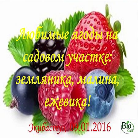 Любимые ягоды на садовом участке - земляника (2016) WEBRip 