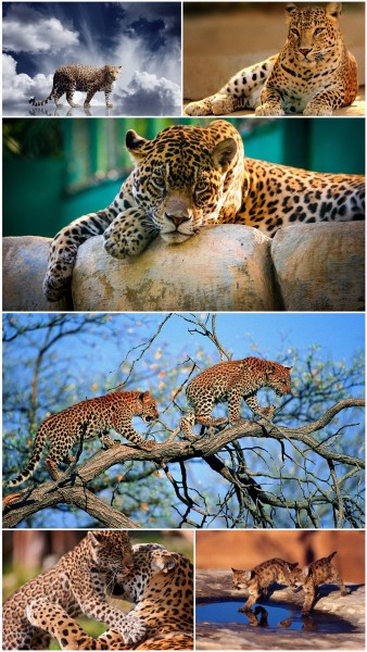 Leopard wallpapers