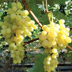 А вот сорт винограда Кишмиш – это легендарный столовый сорт, который широко распространился по всему миру благодаря своей уникальности – маленьким сладким ...