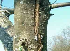 Что делать, если повреждена кора штамба дерева?