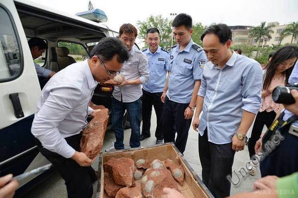 In southern China discovered 43 dinosaur eggs