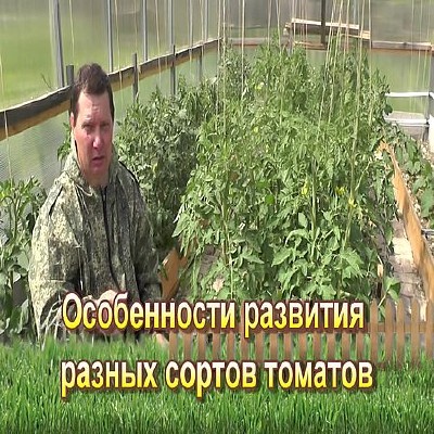Особенности развития разных сортов томатов (2016) WEBRip